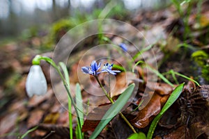 Crocus  inside of the forest