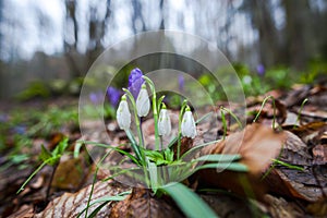 Crocus  inside of the forest