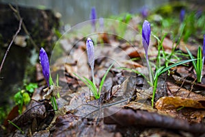 Crocus  inside of the forest