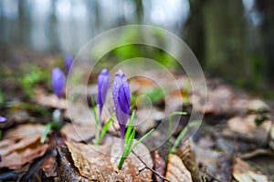 Crocus  inside of the forest