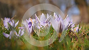 Snowdrops crocus fresh flower. Spring background