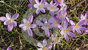 Snowdrops crocus fresh flower. Spring background