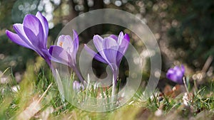 Snowdrops crocus fresh flower. Spring background