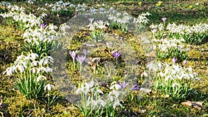 Snowdrops crocus fresh flower. Spring background