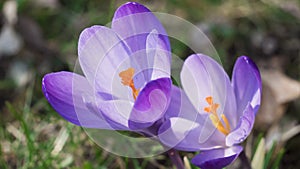 Snowdrops crocus fresh flower. Spring background