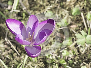 Snowdrops crocus fresh flower. Spring background