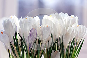 Snowdrops crocus