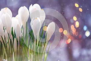 Snowdrops crocus