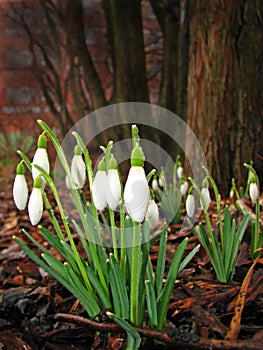 Snowdrops with dewdrops