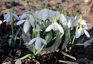 Snowdrops with drops of water