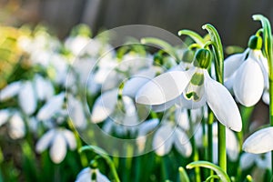 Snowdrops