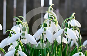 Snowdrops