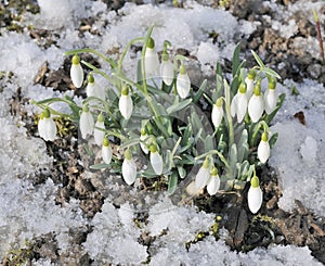 Snowdrops emerging from snow-covered ground