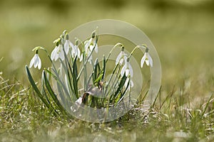 Snowdrops enlightened sun photo