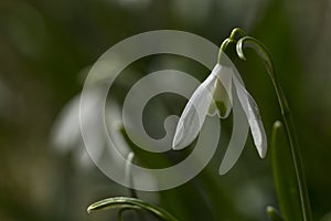 Snowdrops enlightened sun photo