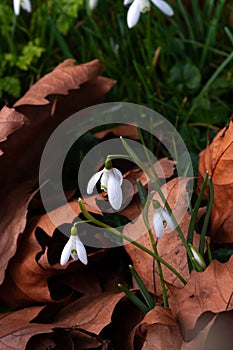 Snowdrops growing among fallen leaves