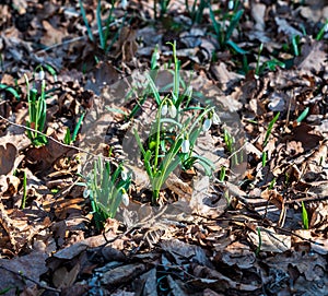 Snowdrops with fallen leaves around
