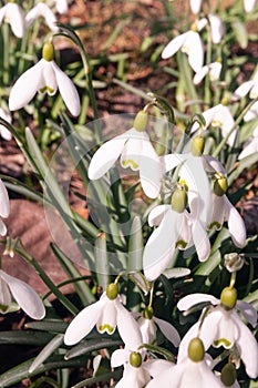 Galanthus nivalis - the snowdrop is widely grown in gardens, in northern Europe, and is widely naturalised in woodlands photo