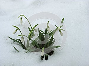 Snowdrops First Early Spring Flowers Galanthus nivalis