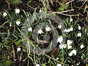 Snowdrops are the first flowers of Springtime photo