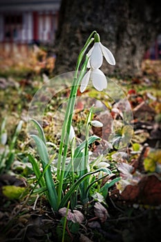 Snowdrops are the first messenger of spring