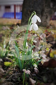 Snowdrops are the first messenger of spring