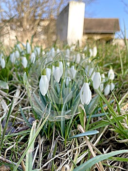 Snowdrops