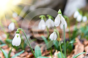 Snowdrops first spring flowers and sun light
