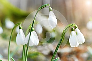 Snowdrops first spring flowers and sun light