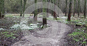 Snowdrops in flower