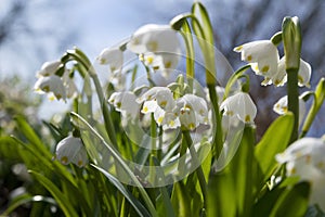 Snowdrops on a flower bed