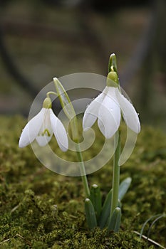 Snowdrops in grass