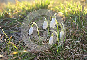 Snowdrops flowers Galanthus nivalis. First signs of spring