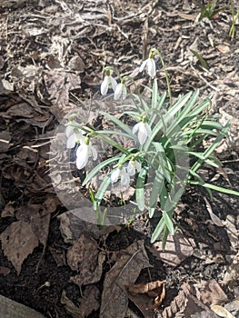 snowdrops. flowers are listed in the Red Bookï¿¼