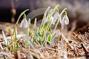 Snowdrops - flowers of love