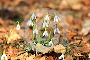 Snowdrops flowers, spring day in forest
