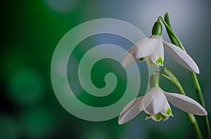 Snowdrops flowers in springtime, floral spring background