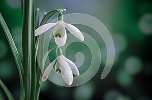 Snowdrops flowers in springtime, floral spring background