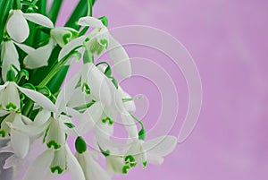 Snowdrops flowers in springtime, floral spring background