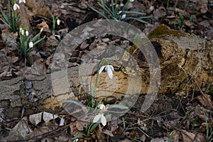 Snowdrops in the forest