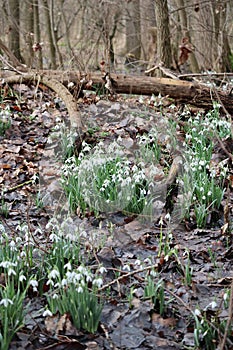 Snowdrops in the Forest