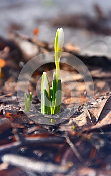Snowdrops in the forest close-up.