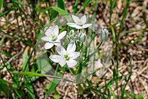 Snowdrops in the forest in the early spring. Wild flowers on the meadow