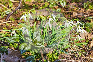 Snowdrops on the forest floor with foliage and grass Germany