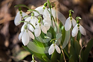 Snowdrops between forest leaves