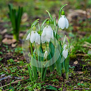 snowdrops in the forest with one flower on its head