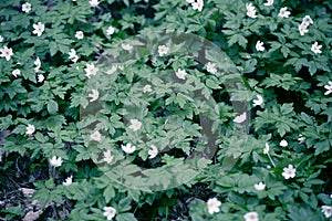 Snowdrops in the Forest. Spring Background with Blooming Flowers.