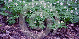 Snowdrops in the Forest. Spring Background with Blooming Flowers.
