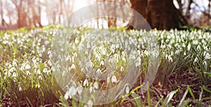 Snowdrops in forest Spring background