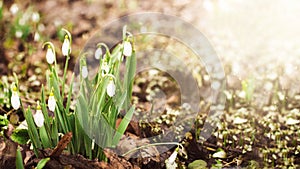 Snowdrops in a forest with sunlight close up, springtime